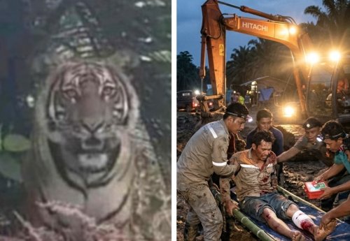 Ilustrasi pekerja alat berat di Siak selamat usai diterkam harimau (foto/int)