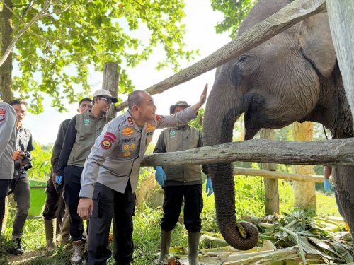 Kapolda Riau tinjau bayi gajah yang baru lahir di Tesso Nilo.(foto: andi/halloriau.com)
