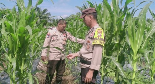 Polsek Rimba Melintang pantau lahan jagung 0,5 hektare.(foto: afrizal/halloriau.com)